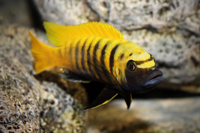 Maylandia sp. 'zebra gold' Kawanga
